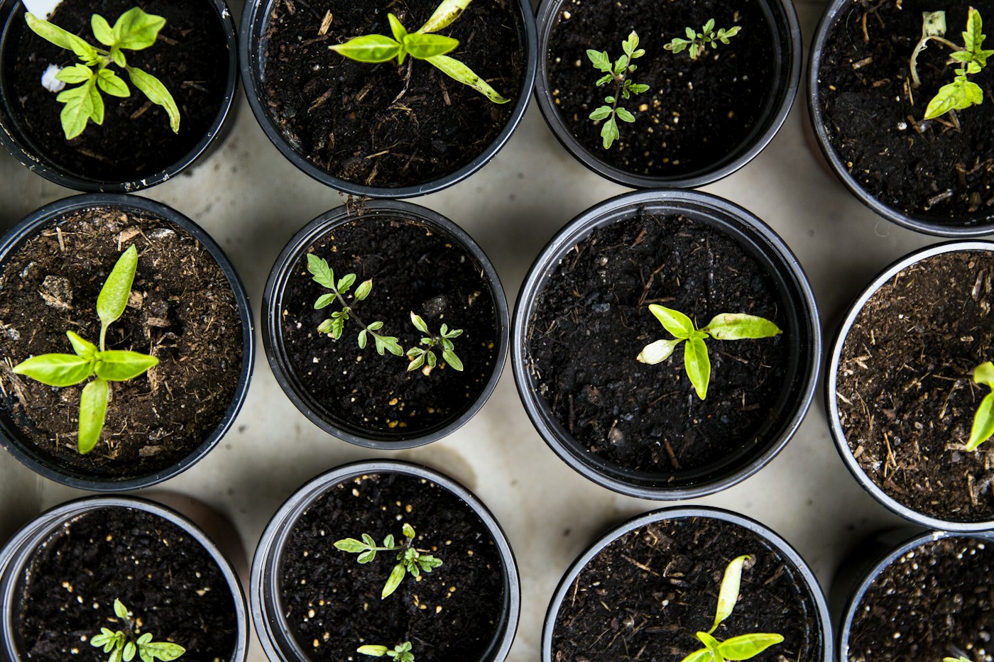 Lista de orçamento de produtos agropecuários enviada pelo WhatsApp