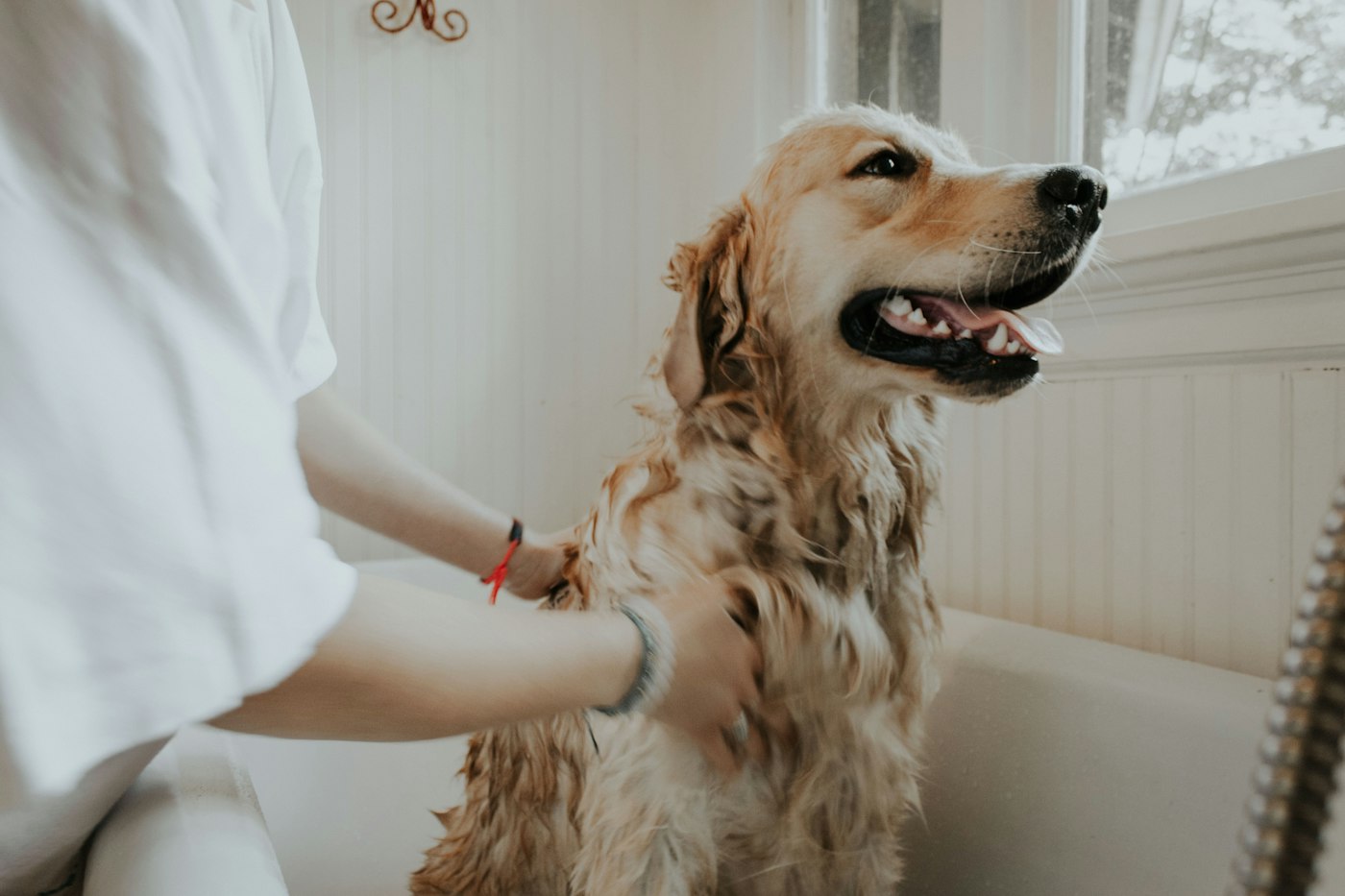 Site de pet shop com serviços de banho e tosa, hotelzinho e rações