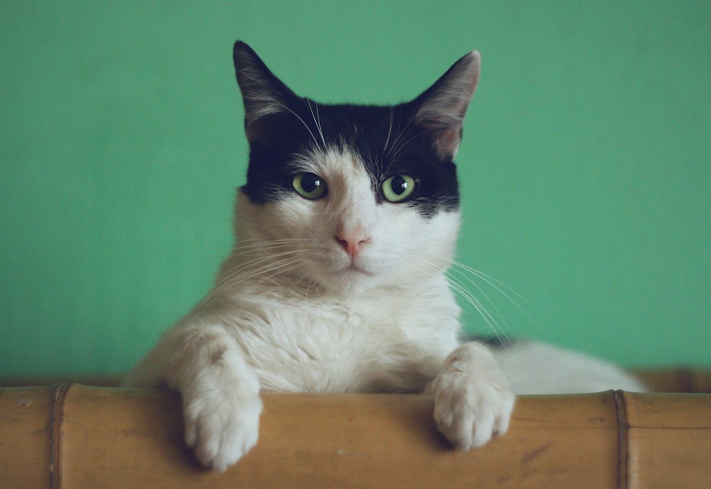 Página de hotelzinho para cães com fotos do espaço